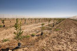 Image du Maroc Professionnelle de  Des fermes de grandes dimensions avec des terres agricoles qui ont profité de l’épierrage, d'un tri et enfin du broyage des roches cela a permis de créer des champs de grandes dimensions que l’on a divisés en zones séparées par des filets dans le but de les protéger contre l'action du vent. Avant de procédé à la plantation des orangers on avait équipé le sol d’un système moderne d'arrosage qui laisse passer l’eau petit à petit, dit "goutte à goutte" dans une nouvelle ferme moderne à Chichaoua, Mardi 27 Février 2007. (Photo / Abdeljalil Bounhar)